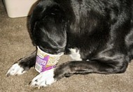 ice-cream